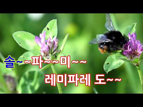 동요 꼬마벌 리코더 반주(느리게)