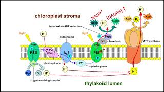 2. Light-dependent photosynthesis - Biochemical Principles of Energy Metabolism