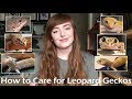 How To Care for Leopard Geckos | Beginner Guide