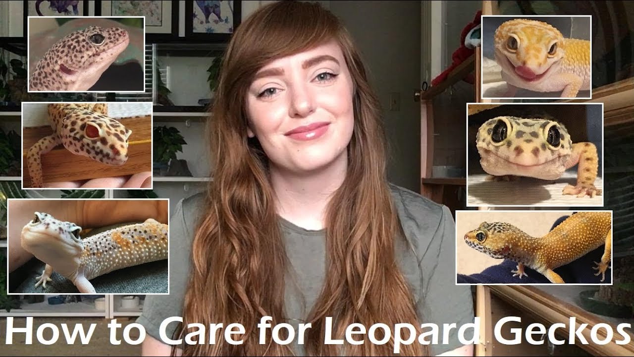 Leopard Gecko Care A Complete Care Guide Youtube