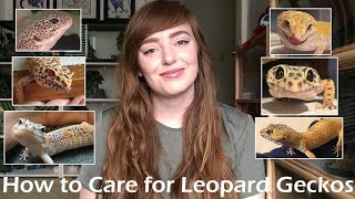 How To Care for Leopard Geckos | Beginner Guide