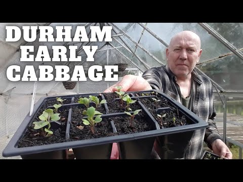 Durham Early Cabbage: A Gardener's Guide to Sweet Heads