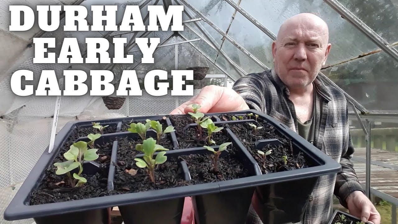 Growing Durham Early Cabbage [Gardening Allotment UK] [Grow Vegetables