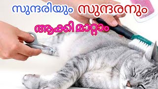 Cat grooming malayalam..@catsworld1469 ||cat bathing||cat ear cleaning||cat nail cutting| by cats world 2,940 views 2 years ago 17 minutes