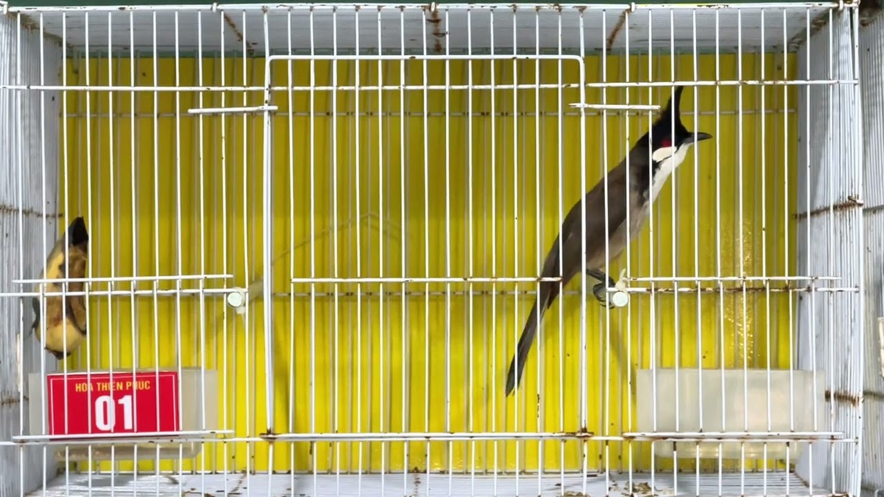 Chào mào bổi Lân Tê đủ loại ngày 10-03-2026 | Thiên Phúc Chim Cảng TV