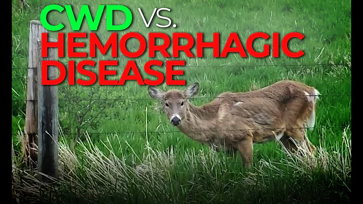 Hemorrhagic Disease vs. CWD