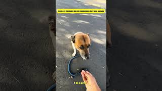 GOLDZERA ELE GOSTA DE FAZER UMA CAMINHADA  #funny #shorts #youtubeshorts  #viral #dogs #foryou