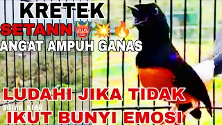 KRETEKAN murai batu pastol GACOR ||Suara Terapi MURAI BATU cepat BONGKAR ISIAN EMOSI