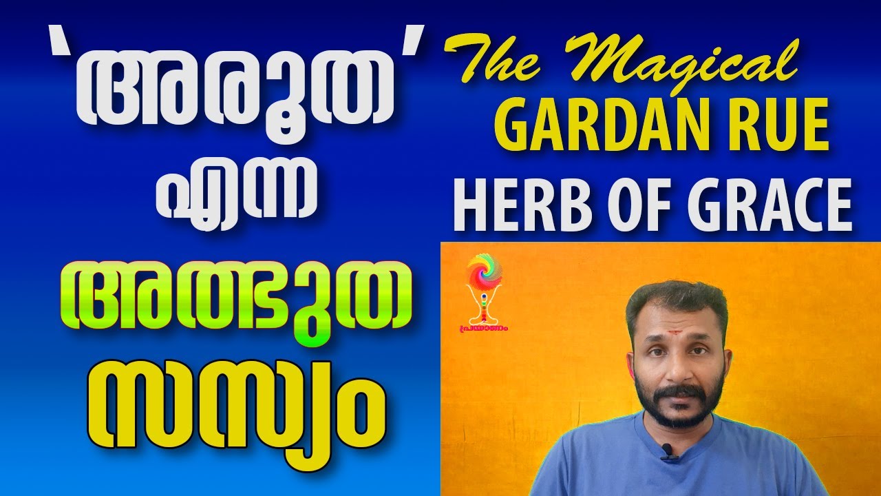 Arutha / RUE /അരൂത എന്നാ മഹാ അത്ഭുതം / GARDEN RUE / HERB OF GRACE (RUTA)