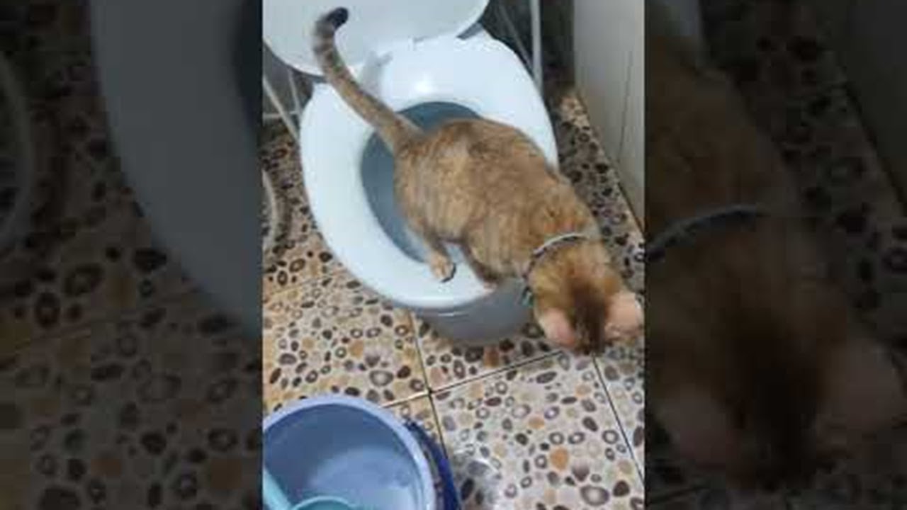 Conscious Cat Uses Toilet || ViralHog