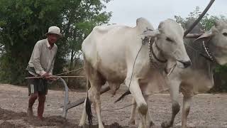 Plowing cow, land 2024