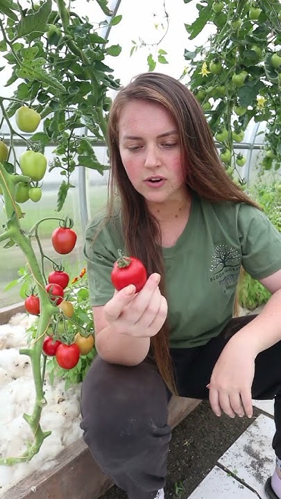 seed-saving-saving-tomato-seeds-from-store-bought-tomatoes-youtube