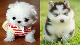 Cute puppies | Funny Dogs Videos Compilation | Bonus Cute Animals Clips (2020) | #2 by Doggyloverph 520 views 3 years ago 10 minutes, 21 seconds