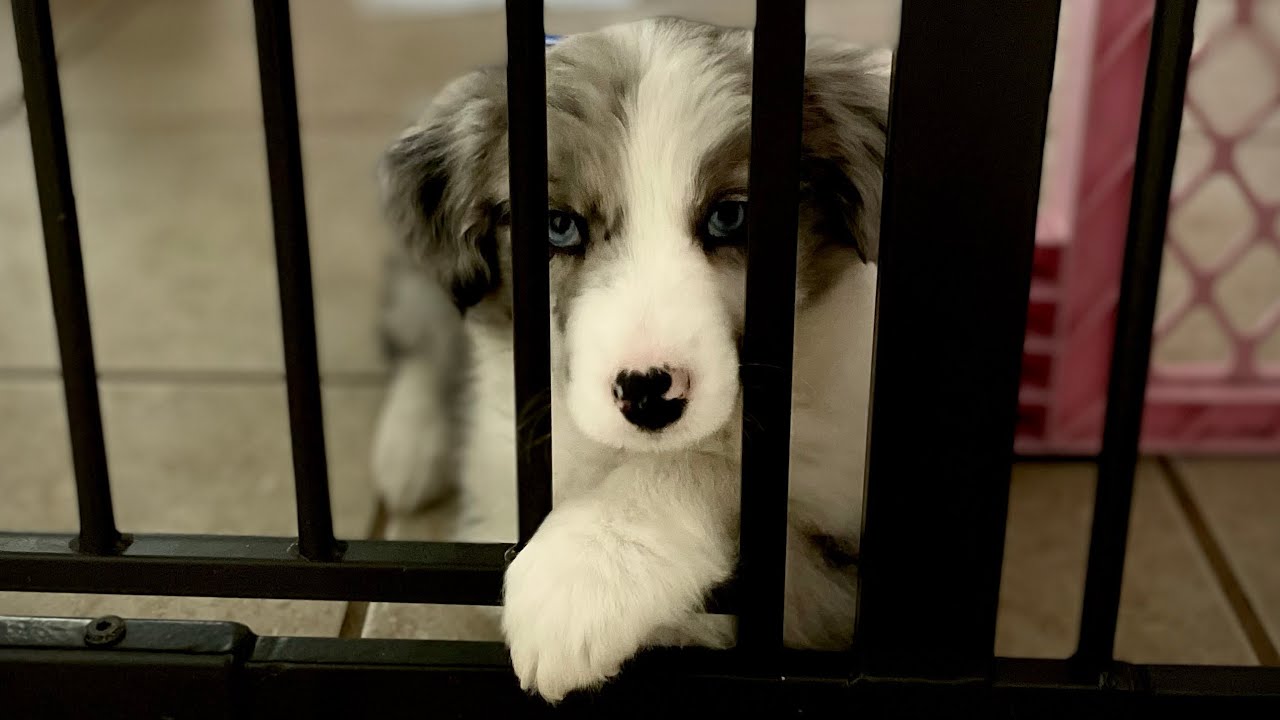 Funny dog throws tantrum over new Aussie puppy YouTube