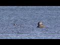 Seals near the Northwest Arm, Halifax, N.S. February, 2020.