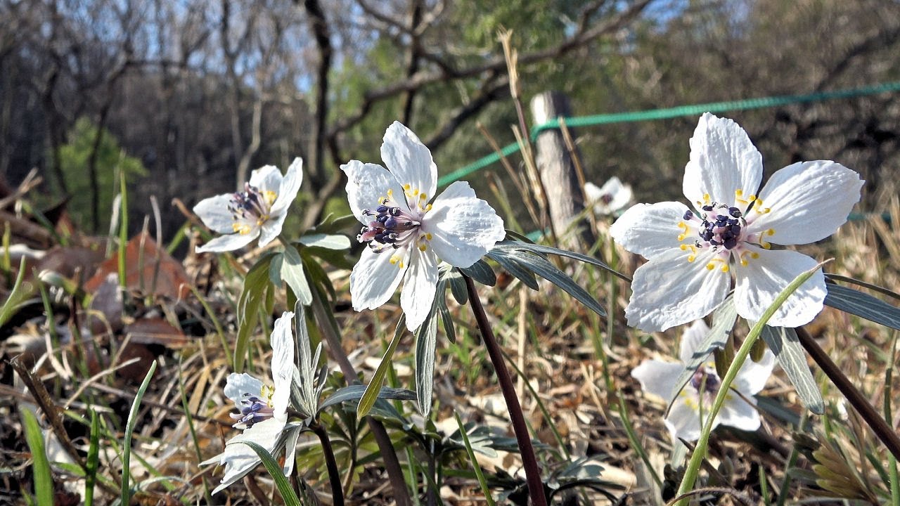 セツブンソウ (節分草) ~2019年2月24日~ Eranthis pinnatifida 準絶滅危惧(NT) : 柿平山野草の里 (栃木県佐野市柿平町) : 4K