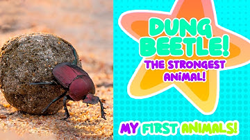 The Dung Beetle! The Strongest Animal! 💪🪲| MY FIRST ANIMALS! Rhymes & Kids Songs 🎶