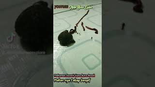 Kura Kura Brazil Makan Cacing #shorts