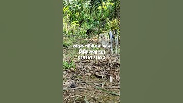 How to make waterhen dahuk bird trap hunting.