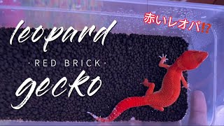 赤いレオパ！？お迎えしてみたら、リアルヒトカゲでした。【生き餌注意⚠️】