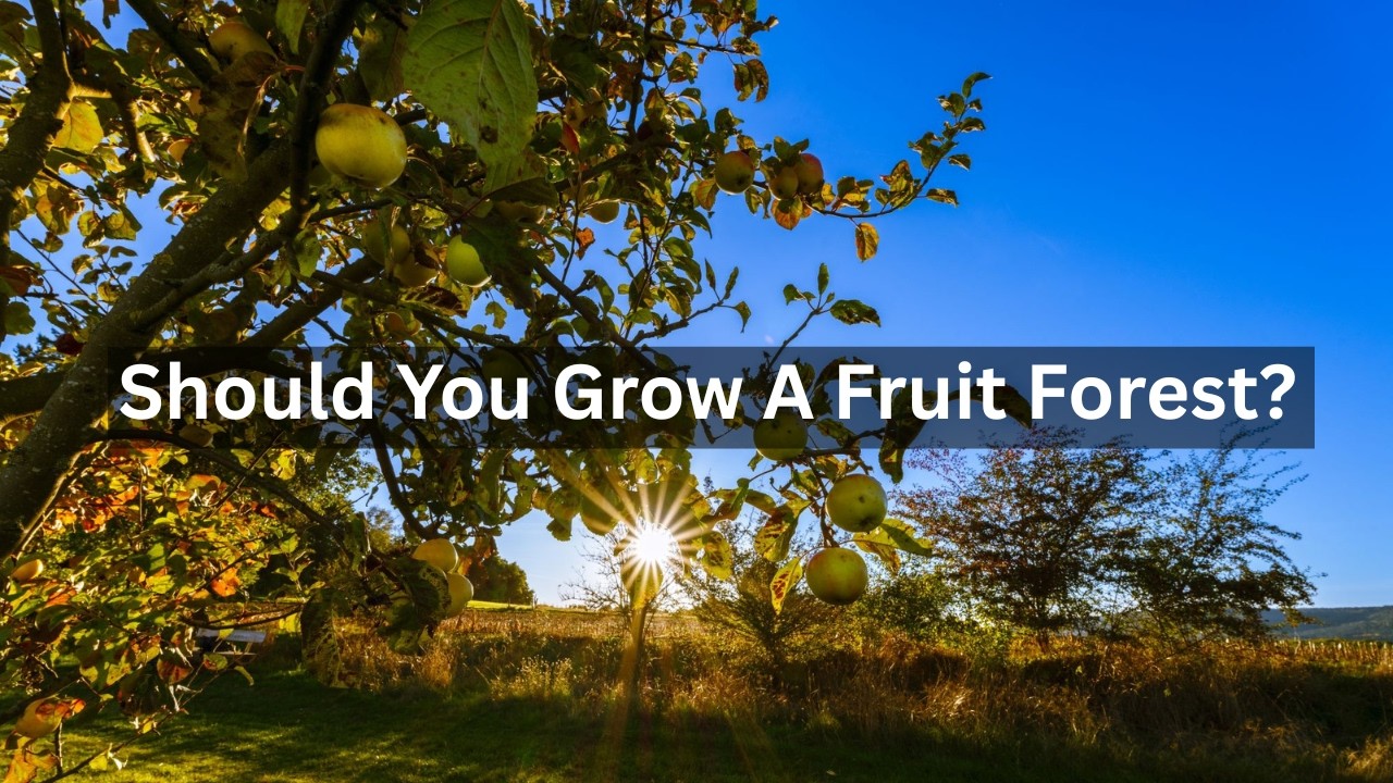 Стоит ли выращивать фруктовый лес?