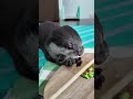 Otter Bingo Eating Edamame Is Surprisingly Cute|OTTER ASMR