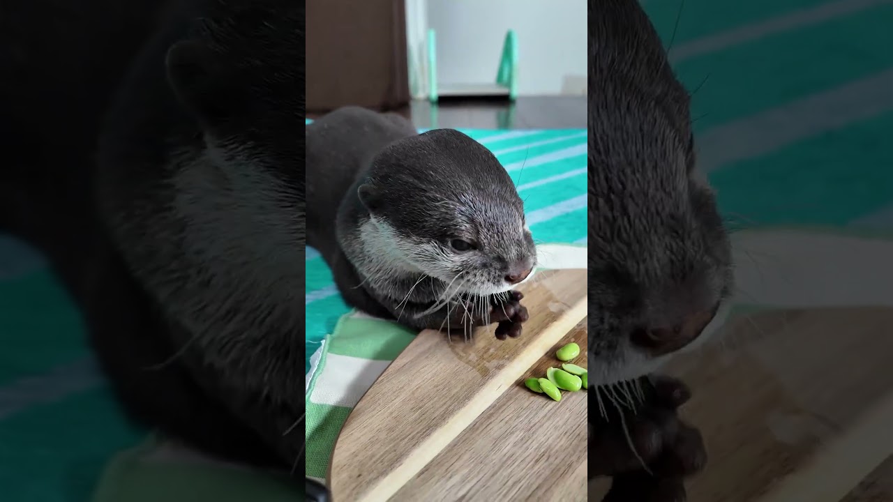 Otter Bingo Eating Edamame Is Surprisingly Cute|OTTER ASMR