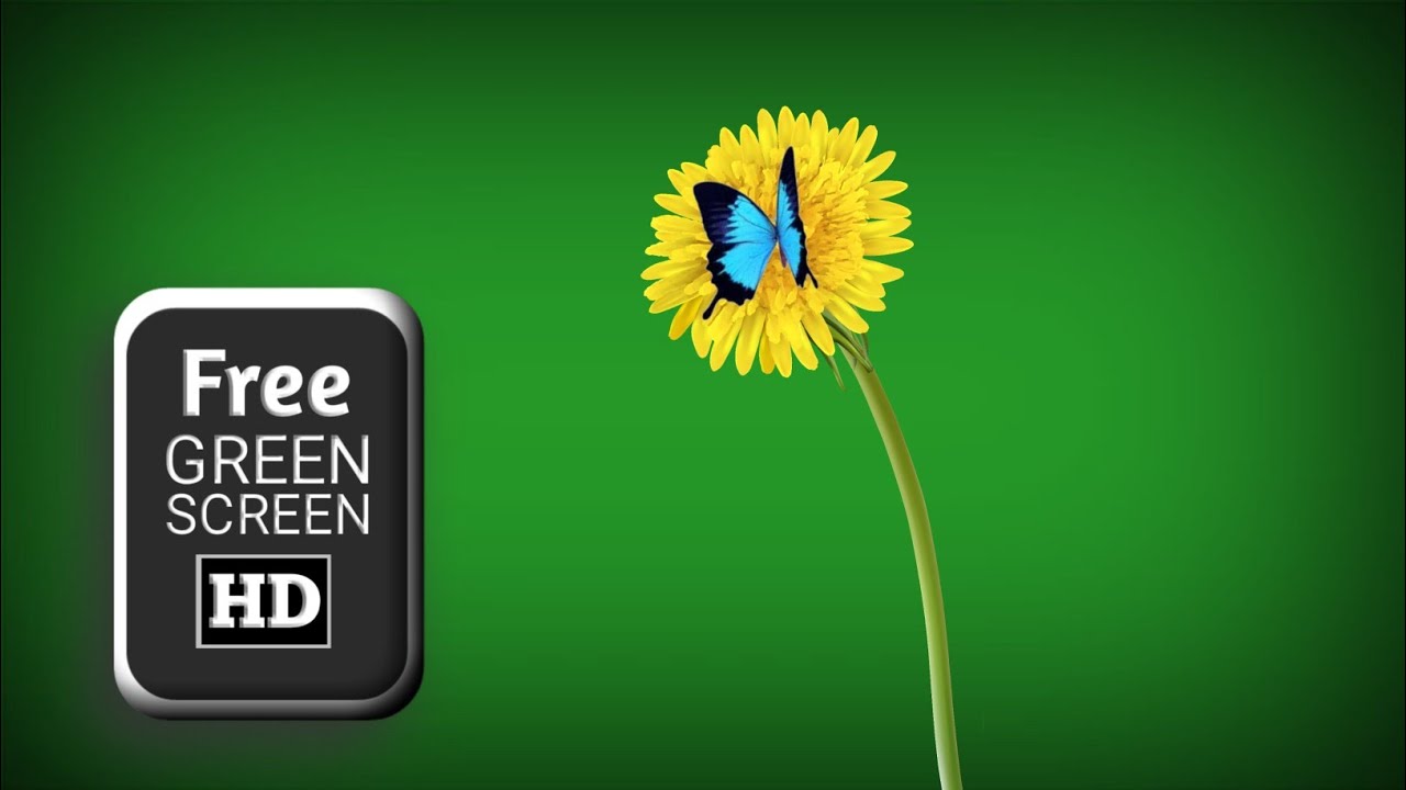 Dandelion flower green screen effect | green screen flower | flower green screen video effects