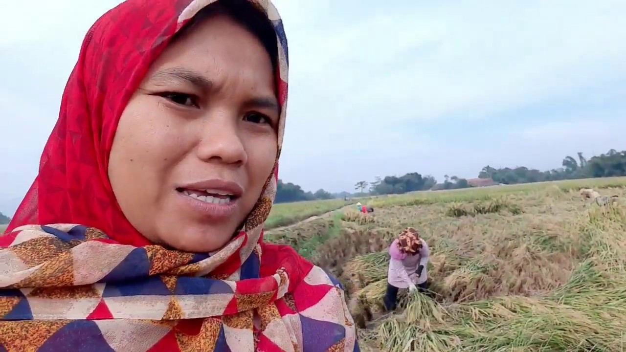 Panen padi // video lama - YouTube