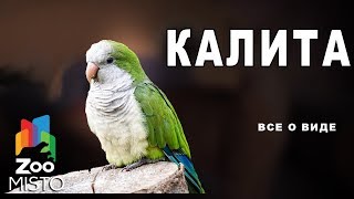 Калита - Все о виде попугаев | Вид попугая - калита