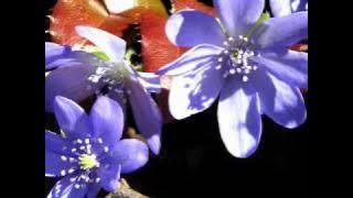 DOA rock - Nikdy mi nevolej