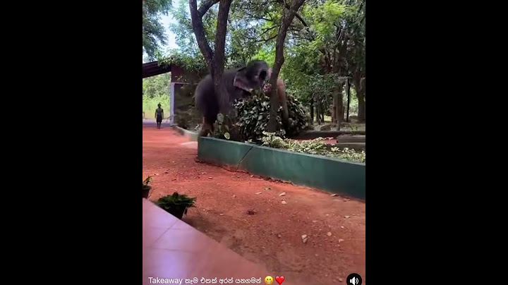 🦣🐘On the way home😎ගෙදර යන ගමන් ෆුඩ් සිටි ගියා
