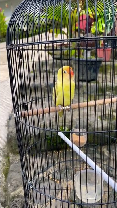 Lovebird parblue jantan mulai rajin keluar dobelan