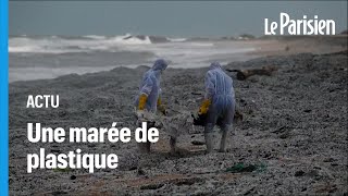 Sri Lanka : une marée de plastique sur les plages après l’incendie d’un porte-conteneurs