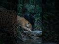Parte 2:El SilencioMortal del Amazonas: ¿Por qué elJaguar es el Rey?#amazonas#misterio #naturaleza