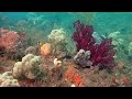 Snorkeling à White arrow - Waigeo - Raja Ampat - Papouasie occidentale en 2023