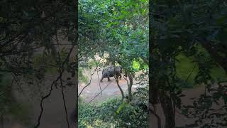 Elephants at sanctuary of truth pattaya sanctuaryoftruth southeastasia