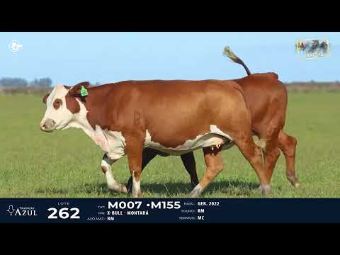 LOTE 262   TAT M007, M155 F Braford