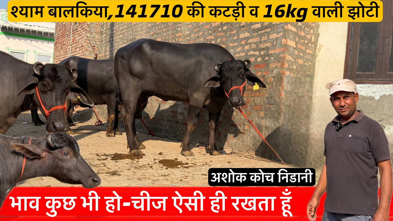 🔴अशोक कोच की श्याम बालकिया व 147010 की कटड़ी के साथ 16kg वाली झोटी।ASHOK☎️9810630782,9812745660