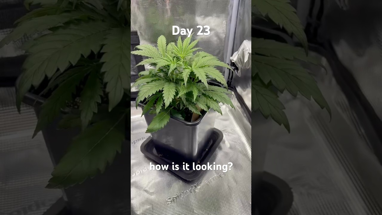 Day 23 - how is it looking? 