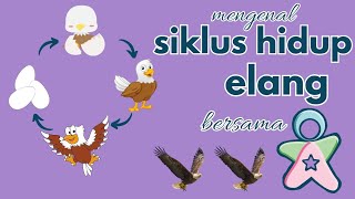 Siklus Hidup Elang | Life Cycle of Eagle