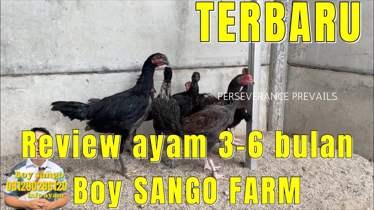 Review 7 desember 2023, ayam 2-6 bulan