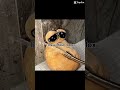 I couldn’t survive without Roblox