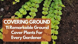 11 Must-Have Ground Cover Plants to Transform Your Garden
