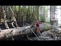 Cutting down trees with a chainsaw on the Alaska homestead and some chainsaw tips