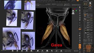 Overview of Honey Bee Mouth Part Anatomy