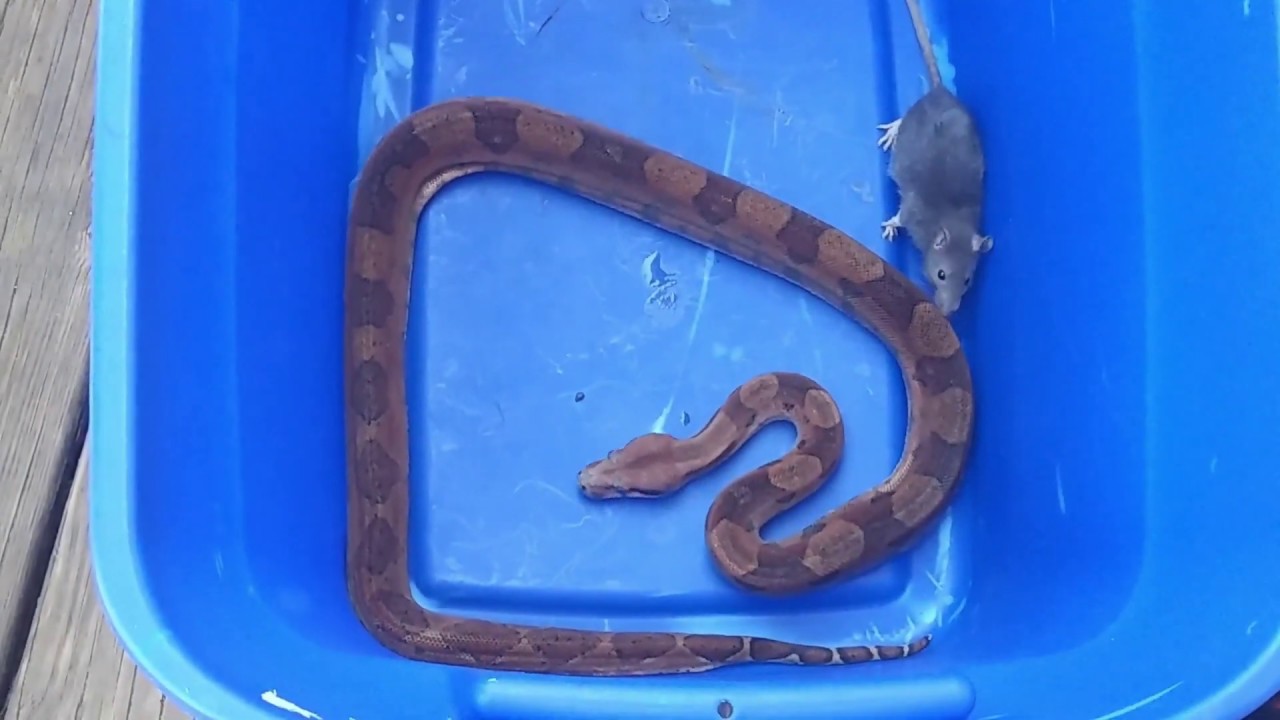 johnson and wales ORANGE BOA EATS RAT