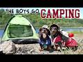 Ep 5: The Dogs Go Camping - Cute Dachshunds Camping Trip!