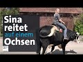 Sina reitet auf einem Ochsen | BR24