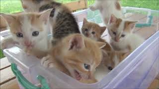 Meawing cats (صوت القطط مواء ) 3